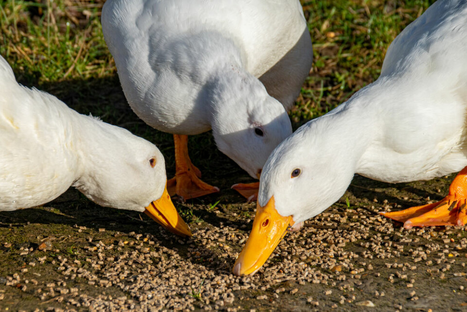 A photo of three ducks eating grain on a duck farm