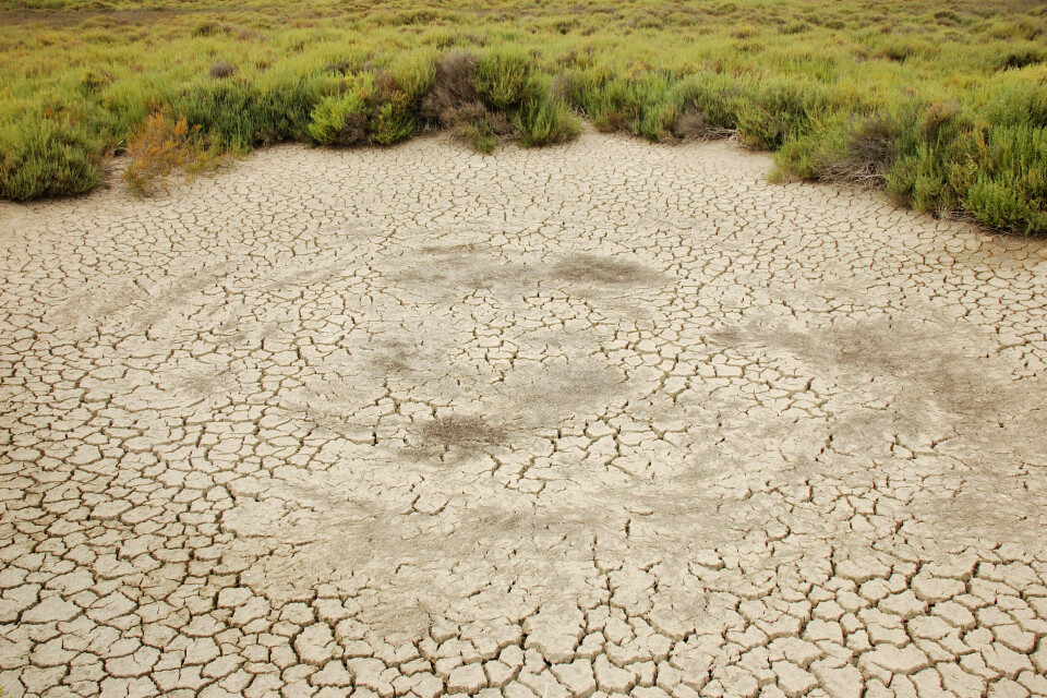 Parched land in the Camargue region of France