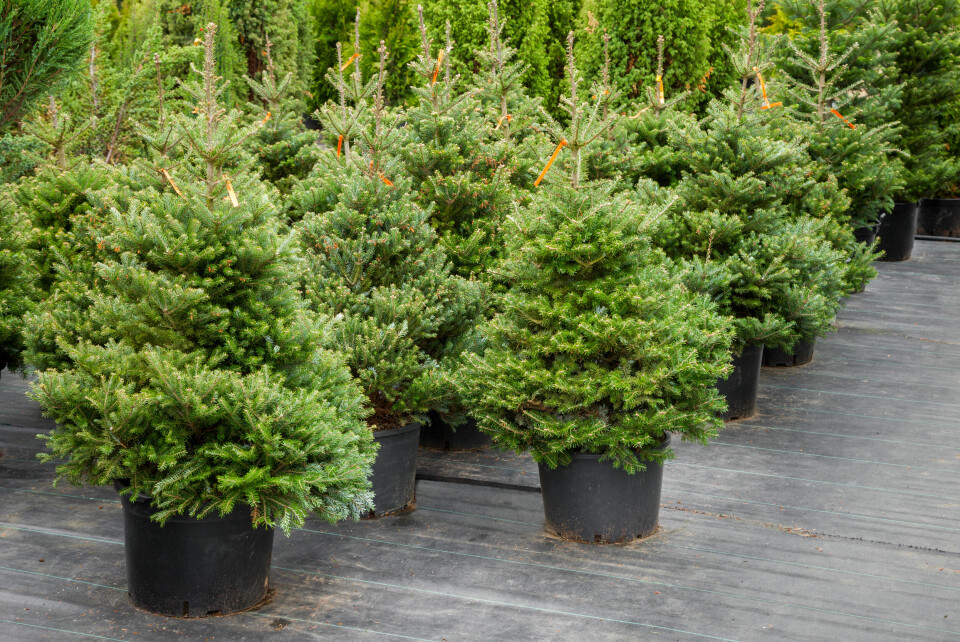 A photo of some Christmas trees in pots