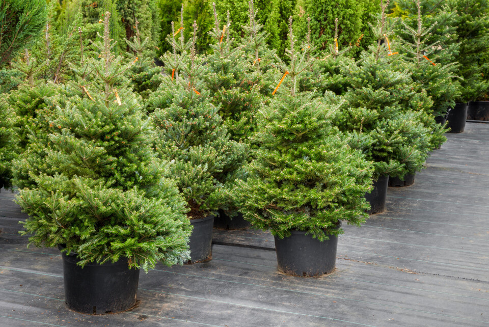 A photo of some Christmas trees in pots