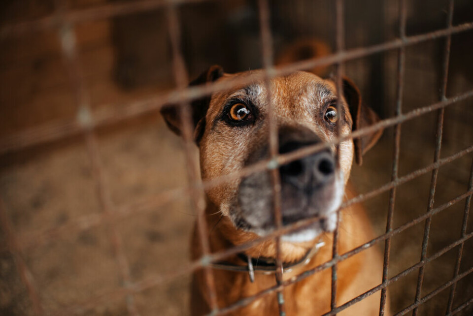 A view of a dog looking sad and scared in a cage