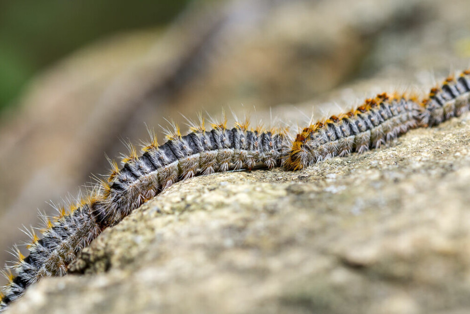 A close up photo of processionary caterpillars travelling in a line