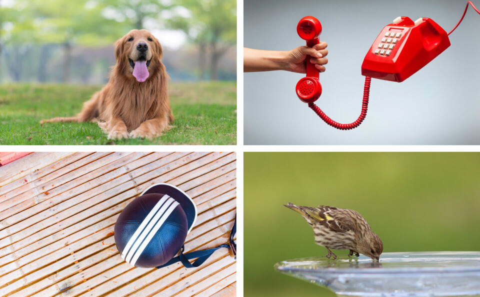 thechatat / zendograph / Chendongshan / Lisa Holder / Shutterstock