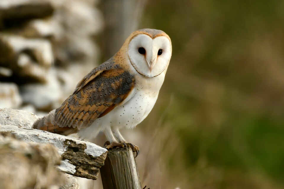 A photo of a barn owl, known by its Latin name as ‘Tyto alba’