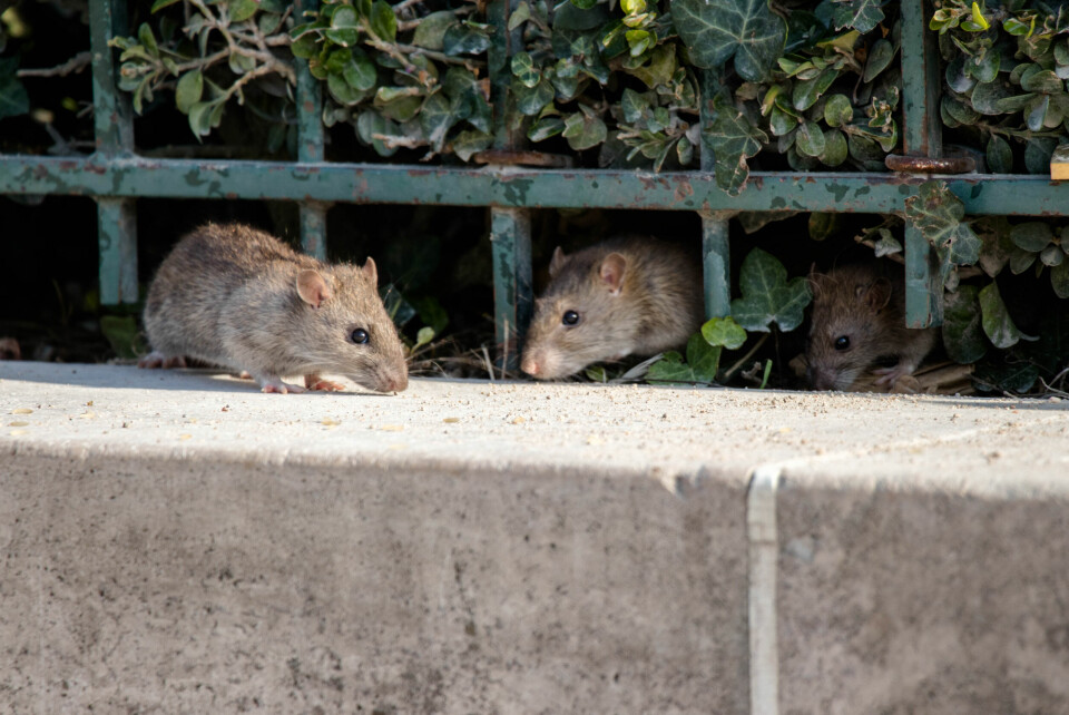 Three rats in Paris against a railing