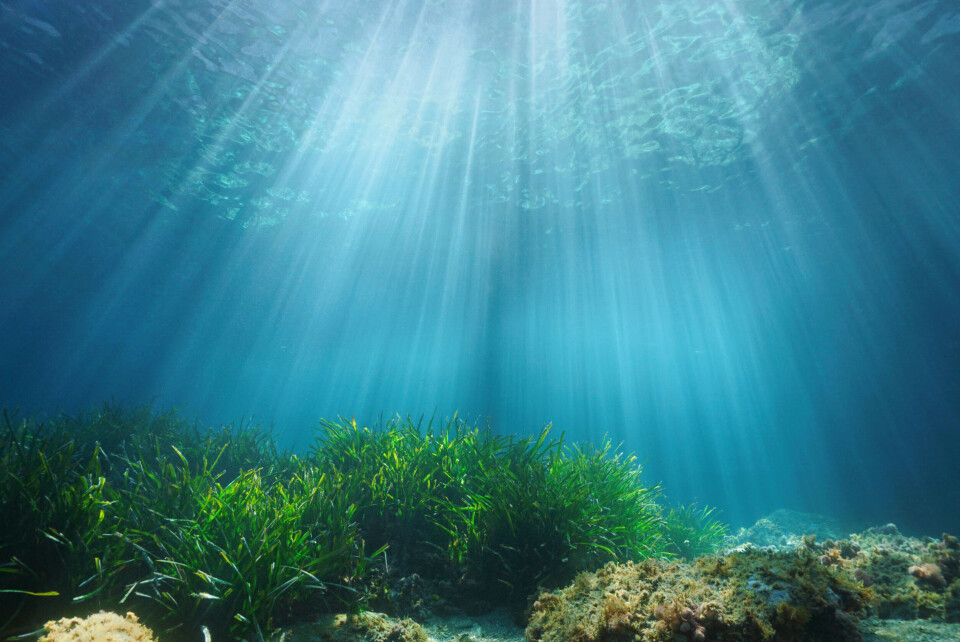 A view of the sea to the surface of the water from the seabed in the Mediterranean