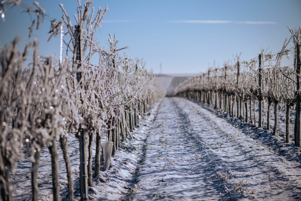 A vineyard covered in frost and wintry weather