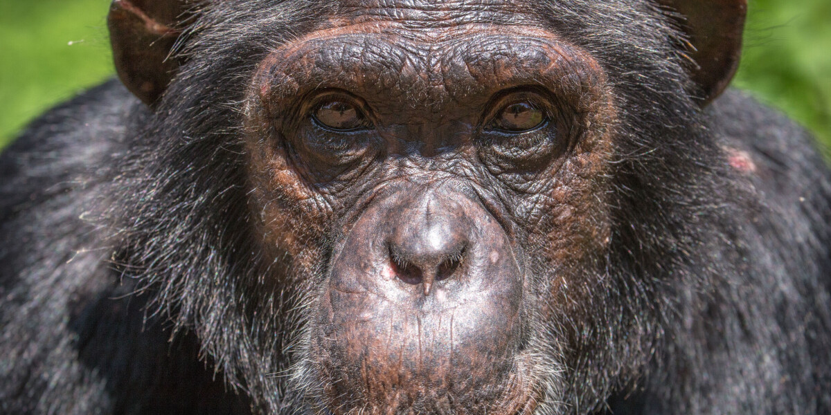 Street in france renamed after famous nancy chimpanzee, jojo