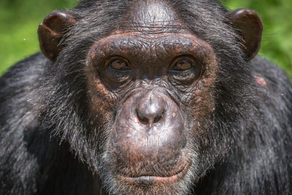 A photo of an adult chimpanzee face