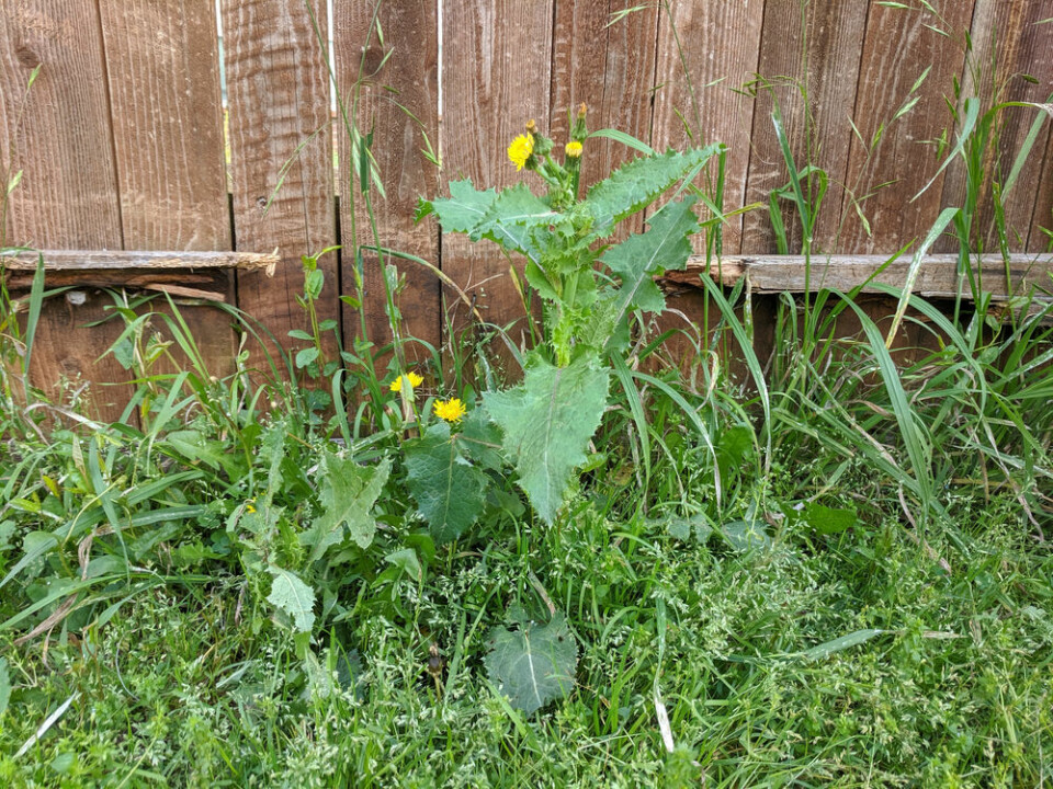 weeds by fence