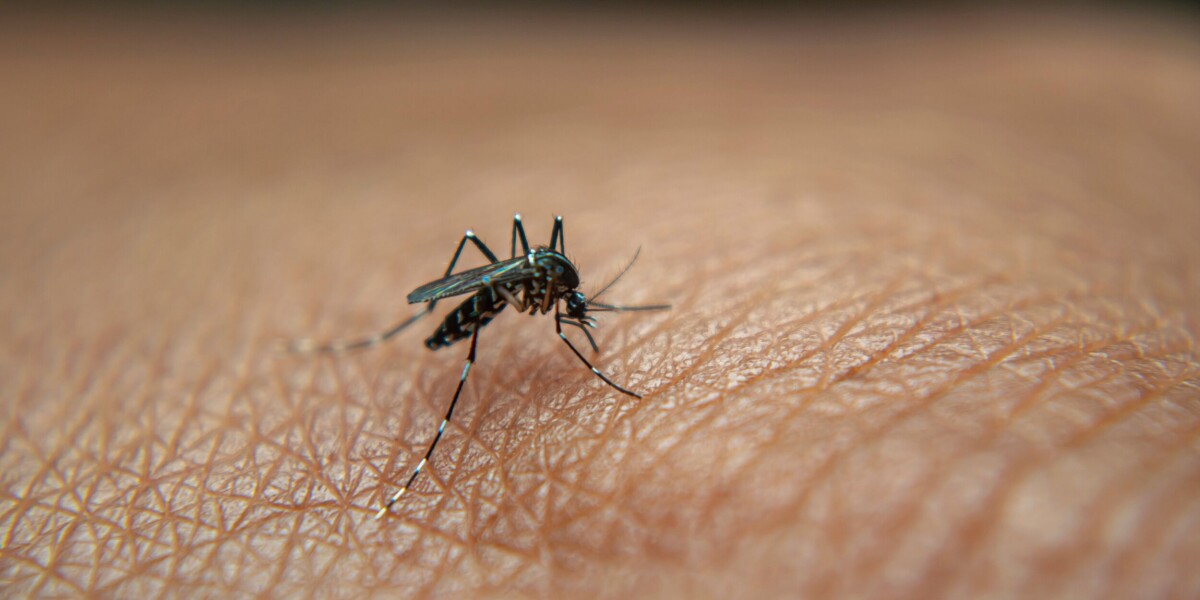 Mosquito season in france: what influences how prone you are to bites?
