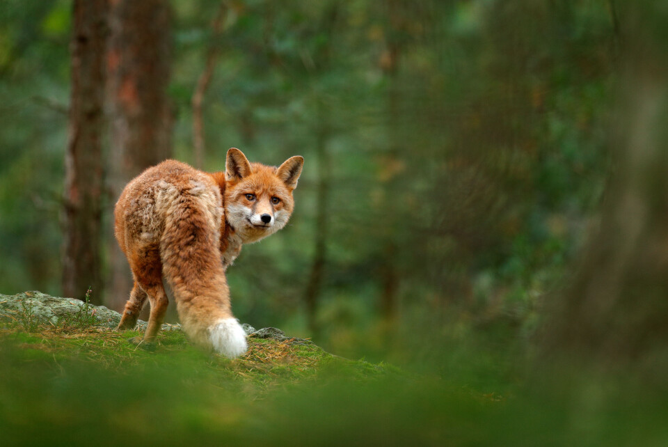 Ondrej Prosicky / Shutterstock A fox in a forest