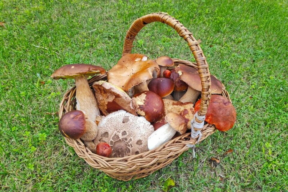 A view of a basket of mushrooms