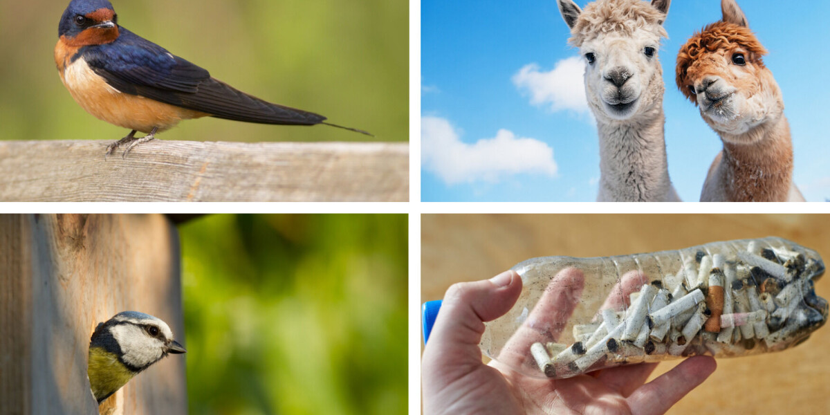 It was not all bad: 5 positive french stories to end week on a high