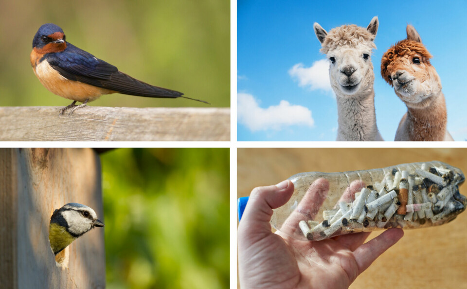 A four-way split photo showing a swallow, alpacas, collecting cigarette butts in a bottle, and a bird in a bird box