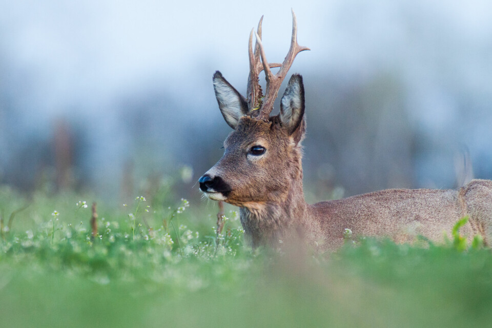 A European roe deer buck in a field