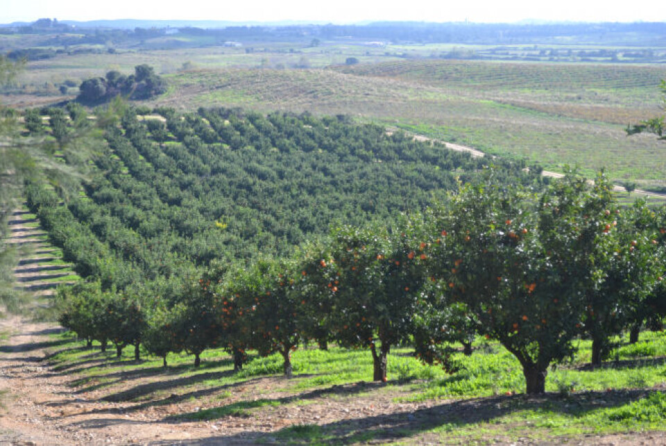 Corsican clementines