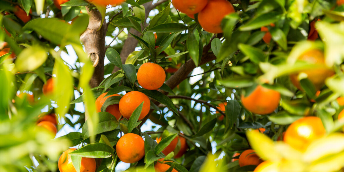 Clementines: the scent of christmas in france