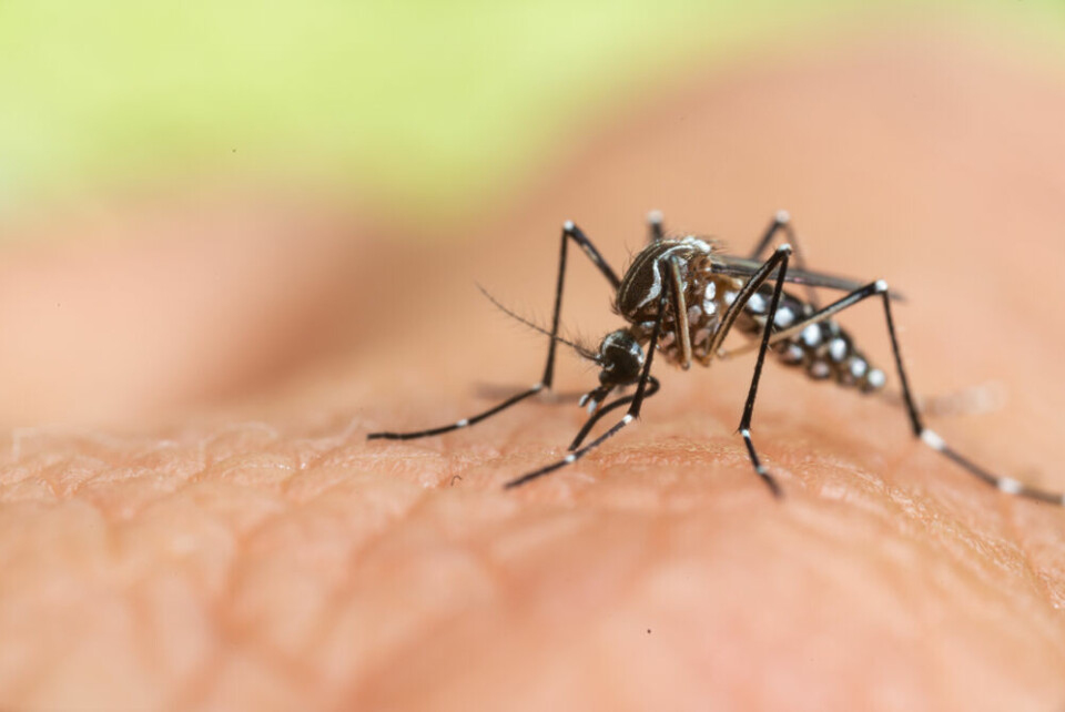 A close-up view of a tiger mosquito, recognisable by its striped body