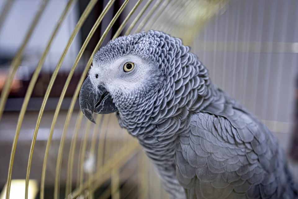 A view of a grey pet parrot in a bird cage