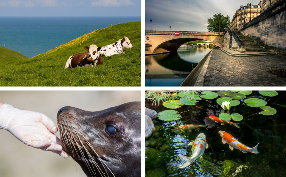 Vital Safo /Jerome LABOUYRIE / Laurent CHEVALLIER / MyImages - Micha / Shutterstock