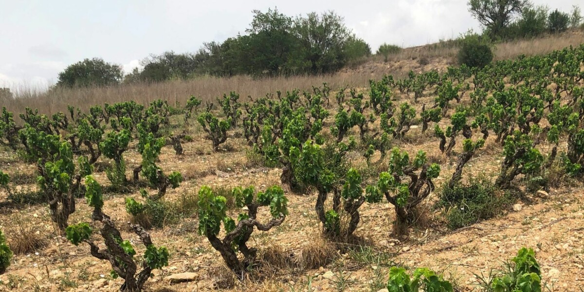 Winemakers face new problems each year due to climate change in france