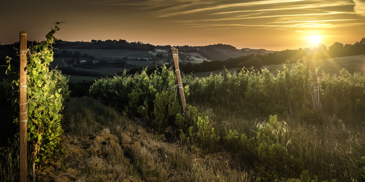 French winemakers harvest grapes by night to escape heatwave