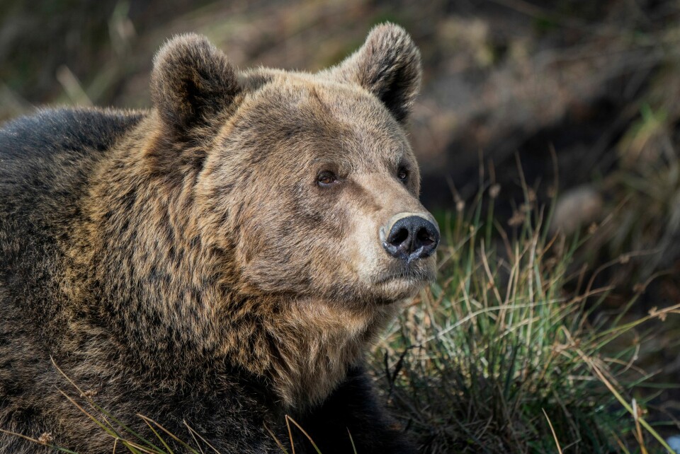 A view of a bear’s face in the French Pyrenees