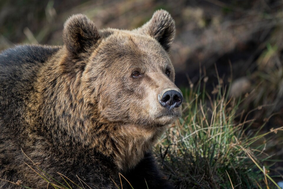 Alejandro-verges / Shutterstock A view of a bear’s face in the French Pyrenees