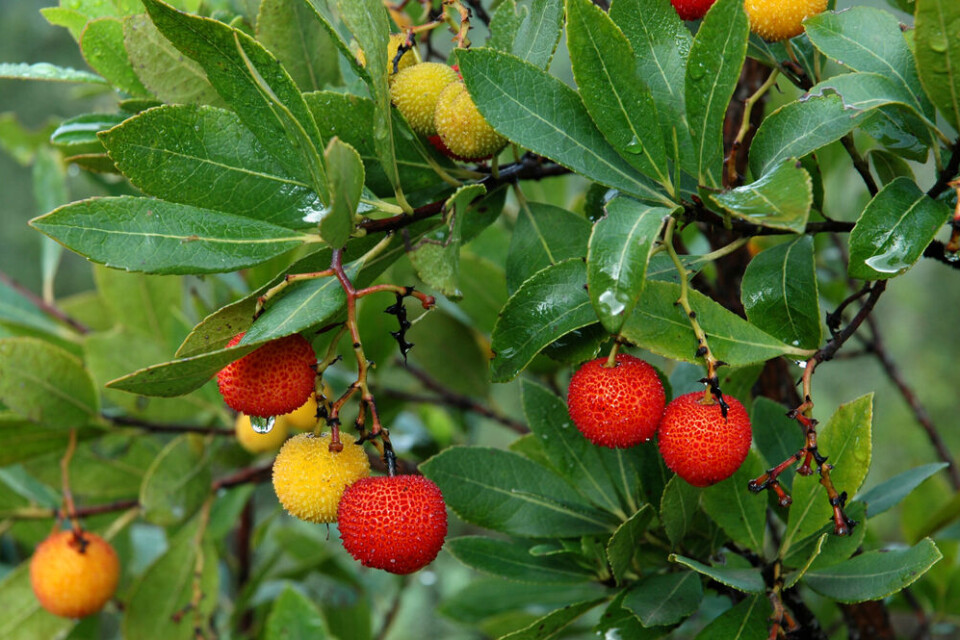 COULANGES / Shutterstock