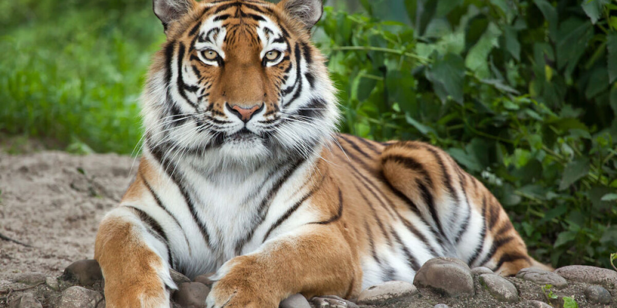 Fire at french wildlife park home to bears and big cats