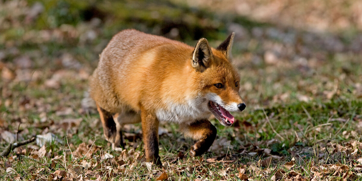 Letters: 'we cannot treat an injured fox due to french wildlife rules’, claims vet