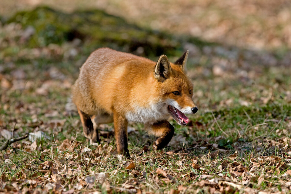 Picture of fox in forest glade