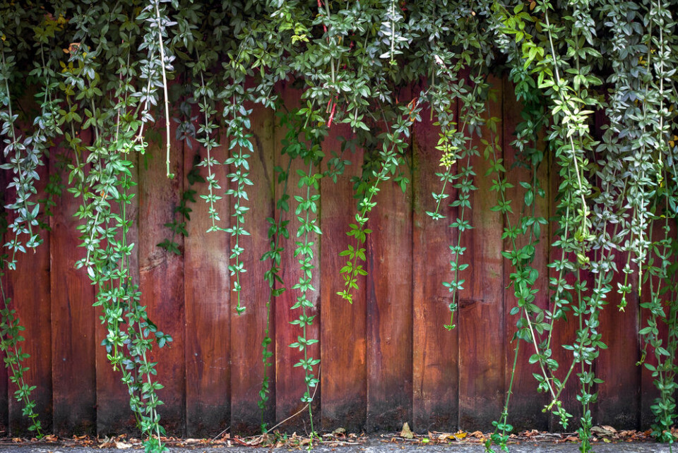 Harry Wolverson / Shutterstock