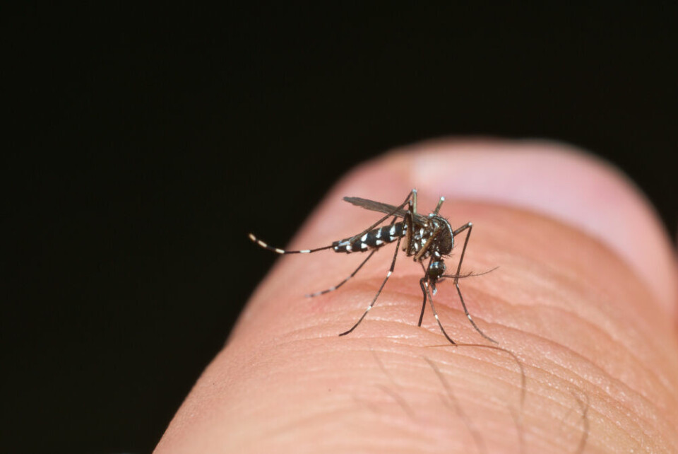 A close-up view of a tiger mosquito on someone’s finger