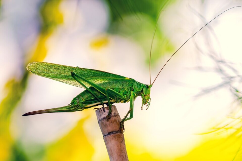 Mabeline72/Shutterstock