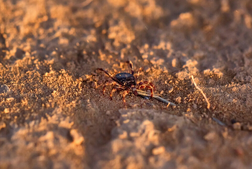 A view of a Hyalomma tick on sand