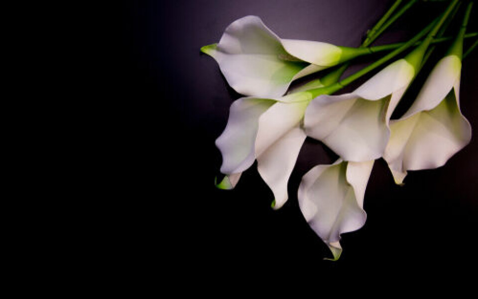 CHECK GROUP / Shutterstock