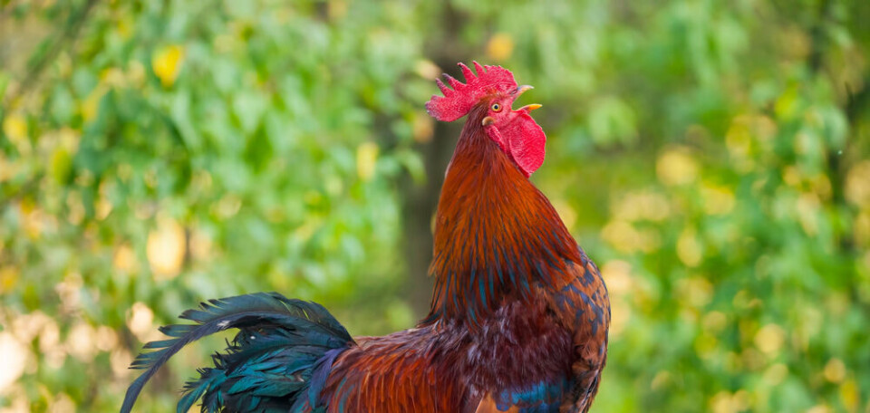Ioan Panaite / Shutterstock A cockerel crowing in the countryside