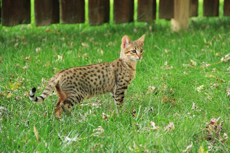 A photo of a Savannah cat in a green space