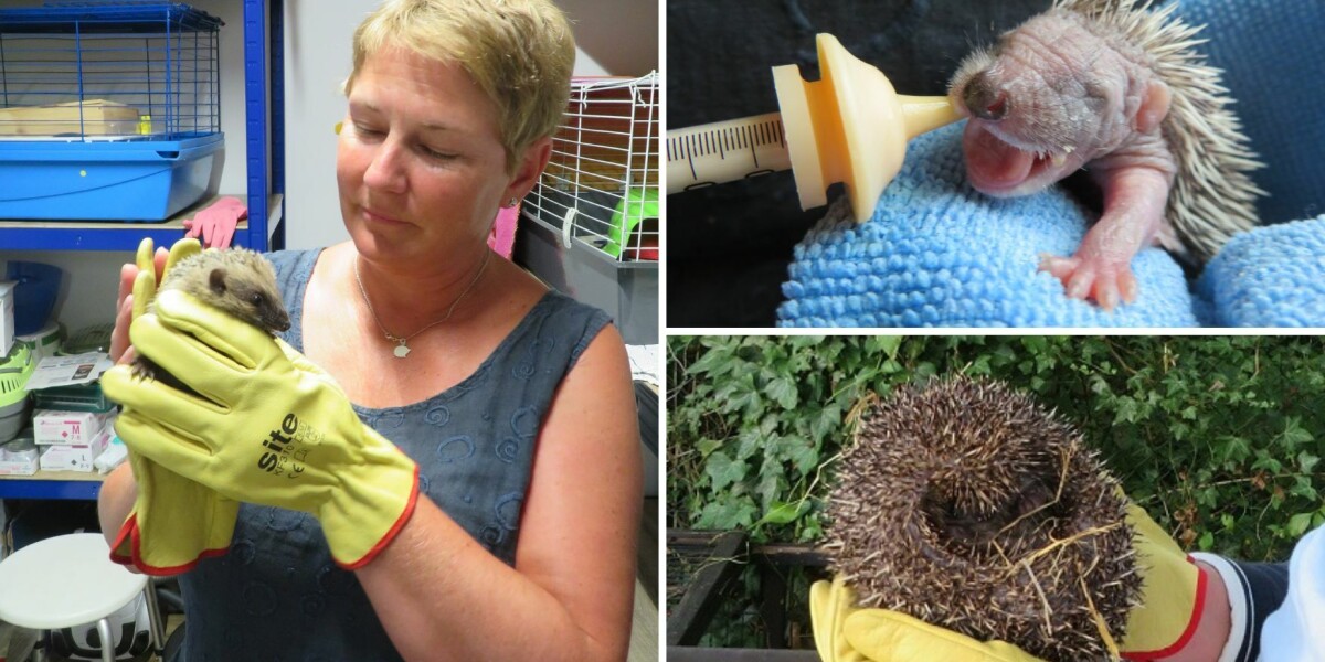 ‘the first baby hedgehog we rescued was love-at-first-sight’
