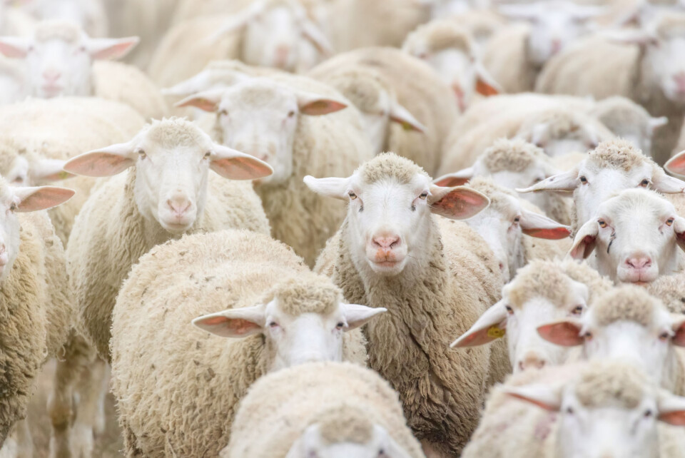 A photo of a closeup flock of sheep walking in one direction