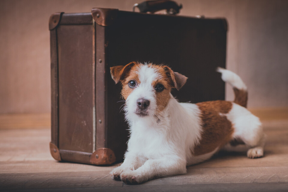 dezy / Shutterstock