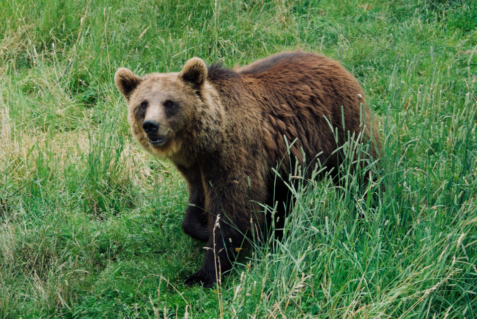 A photo of a brown bear walking in the Pyrenees in France