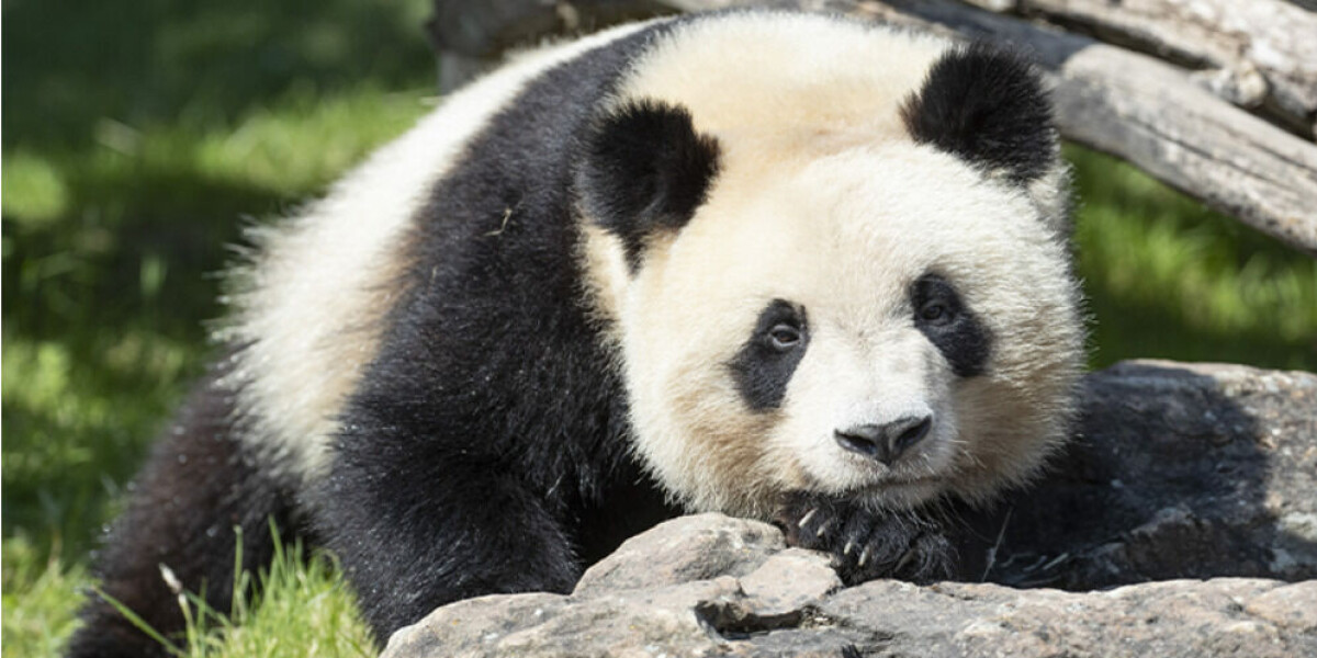 Emotion as first giant panda born in france set to leave for china