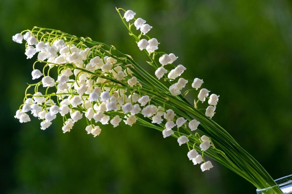 Lily of the valley