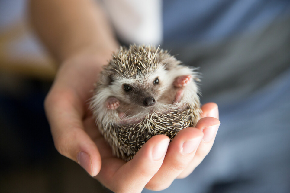 A photo of a pygmy hedgehog being held by a human