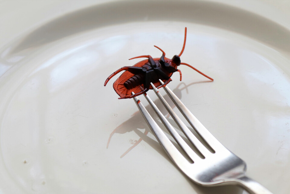 A fork spearing an insect on a plate to show the concept of using insects in food