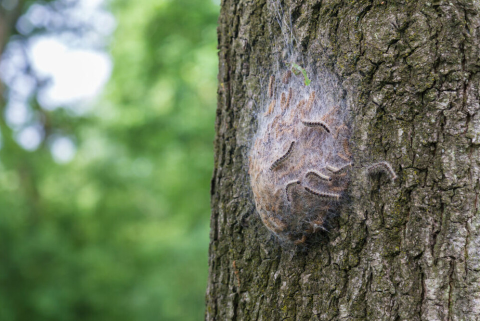 INTREEGUE Photography / Shutterstock