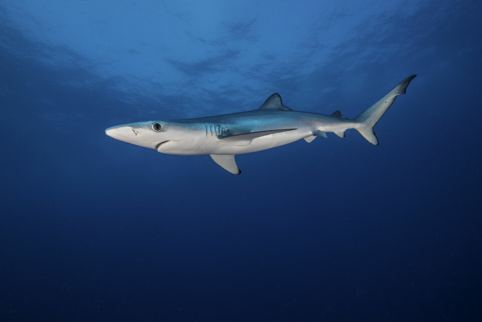 An image of a blue shark in the ocean